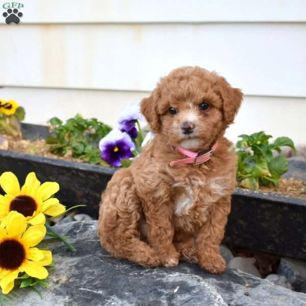 Sheila, Miniature Poodle Puppy