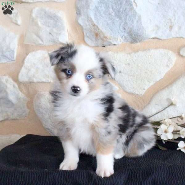 Sheldon, Miniature Australian Shepherd Puppy