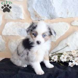 Sheldon, Miniature Australian Shepherd Puppy