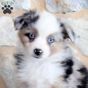 Sheldon, Miniature Australian Shepherd Puppy