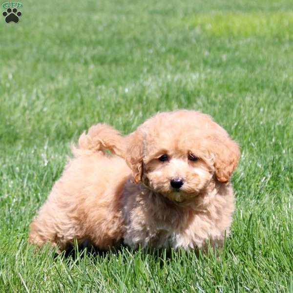 Shiloh, Bich-Poo Puppy