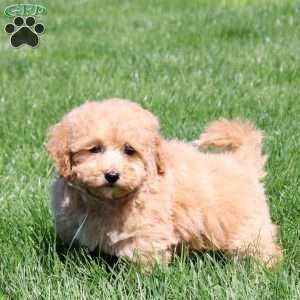 Shiloh, Bich-Poo Puppy