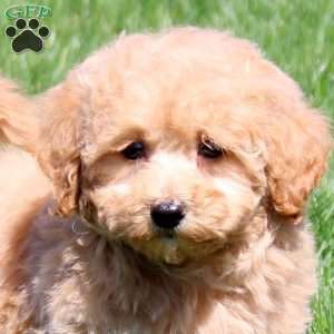 Shiloh, Bich-Poo Puppy