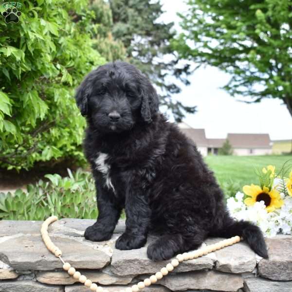 Sierra, Bernedoodle Puppy