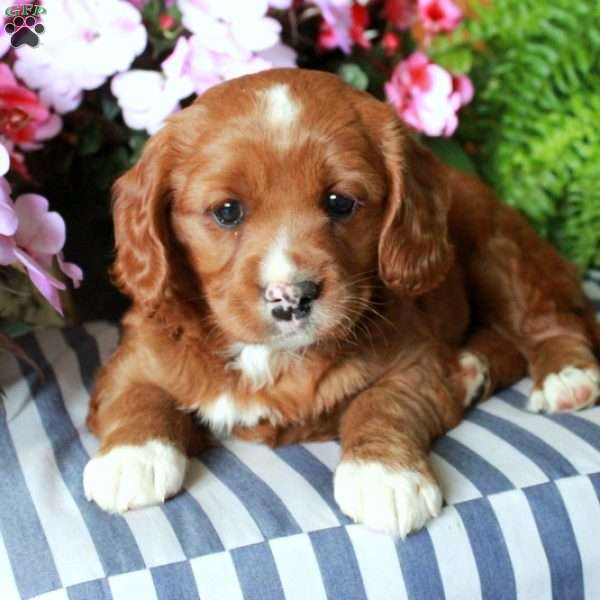 Sierra, Cavalier King Charles Mix Puppy