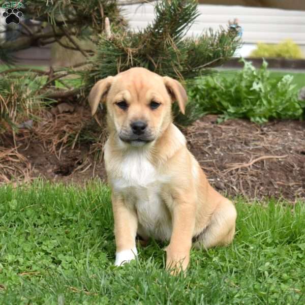 Sierra, Collie Mix Puppy