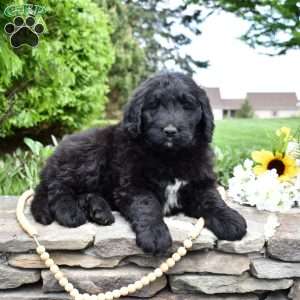Sierra, Bernedoodle Puppy