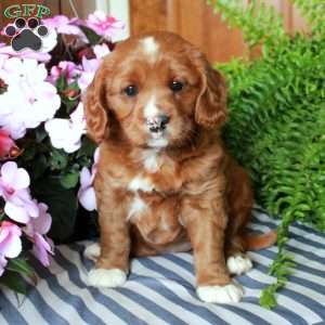 Sierra, Cavalier King Charles Mix Puppy