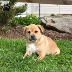Sierra, Collie Mix Puppy