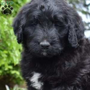 Sierra, Bernedoodle Puppy