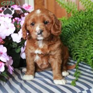 Sierra, Cavalier King Charles Mix Puppy