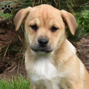 Sierra, Collie Mix Puppy