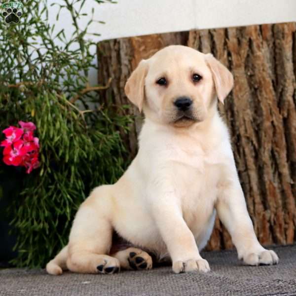 Silas, Yellow Labrador Retriever Puppy
