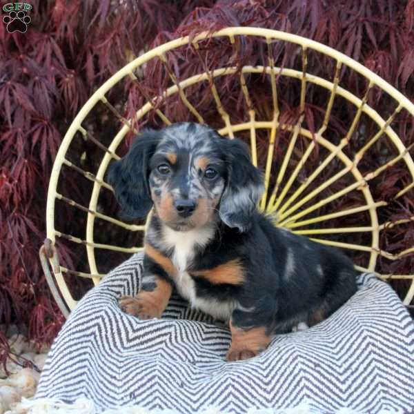 Silver, Dachshund Puppy