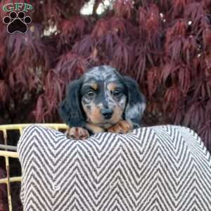 Silver, Dachshund Puppy