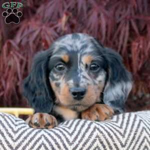 Silver, Dachshund Puppy