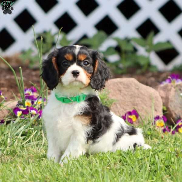 Simba, Cavalier King Charles Spaniel Puppy