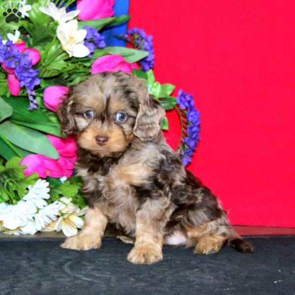 Simba, Cavapoo Puppy