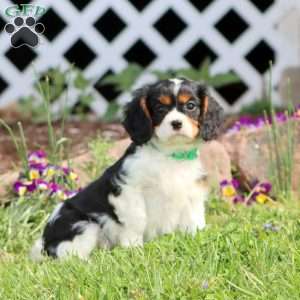 Simba, Cavalier King Charles Spaniel Puppy