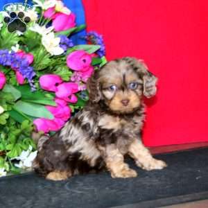 Simba, Cavapoo Puppy