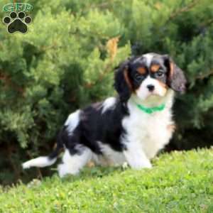 Simba, Cavalier King Charles Spaniel Puppy