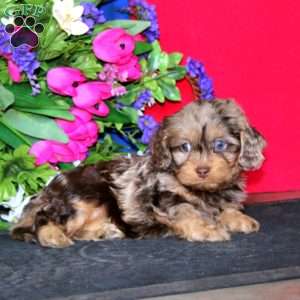 Simba, Cavapoo Puppy