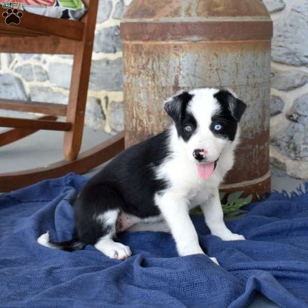 Sky, Border Collie Puppy