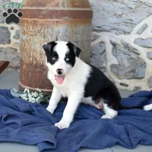 Sky, Border Collie Puppy