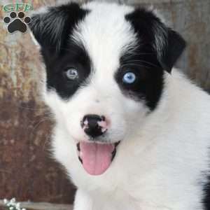 Sky, Border Collie Puppy