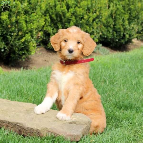 Skye, Goldendoodle Puppy