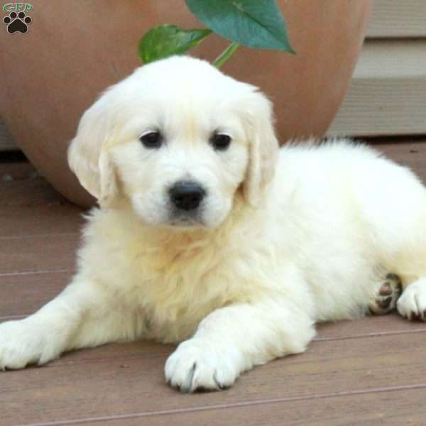Skye, English Cream Golden Retriever Puppy