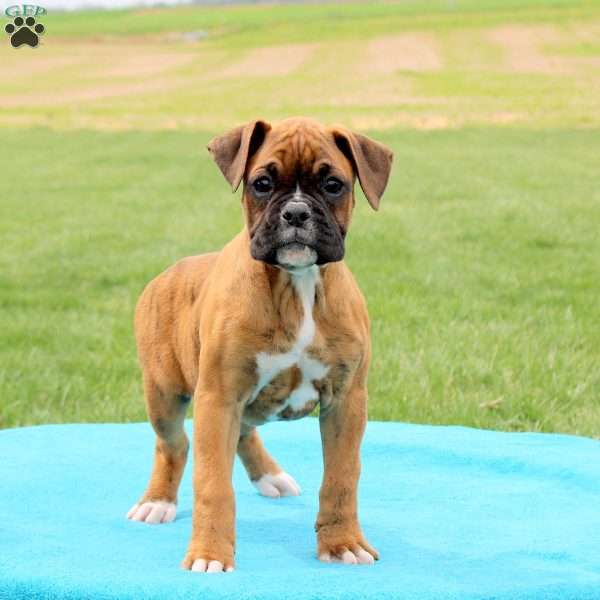 Skye, Boxer Puppy