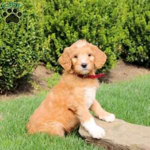 Skye, Goldendoodle Puppy