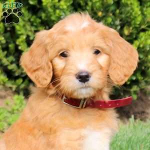 Skye, Goldendoodle Puppy