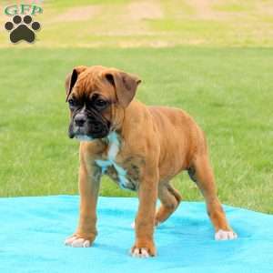 Skye, Boxer Puppy