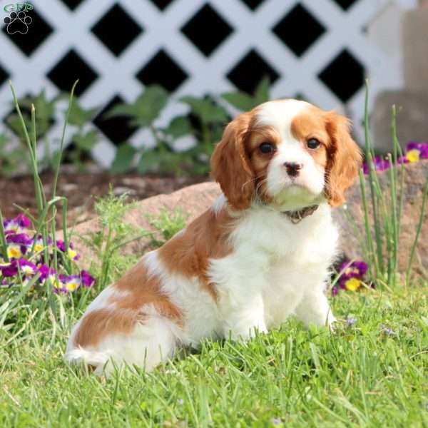Skye, Cavalier King Charles Spaniel Puppy