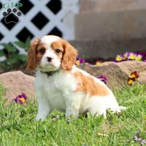 Skye, Cavalier King Charles Spaniel Puppy