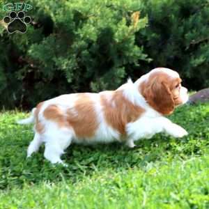 Skye, Cavalier King Charles Spaniel Puppy