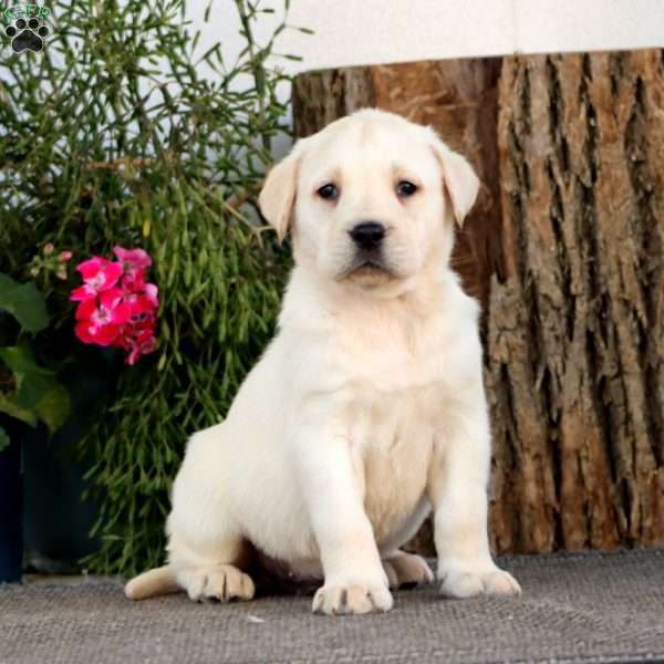 Skyler, Yellow Labrador Retriever Puppy