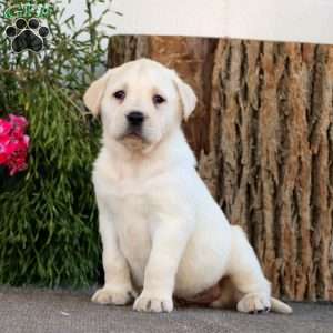 Skyler, Yellow Labrador Retriever Puppy