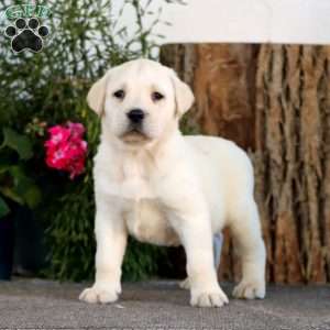 Skyler, Yellow Labrador Retriever Puppy