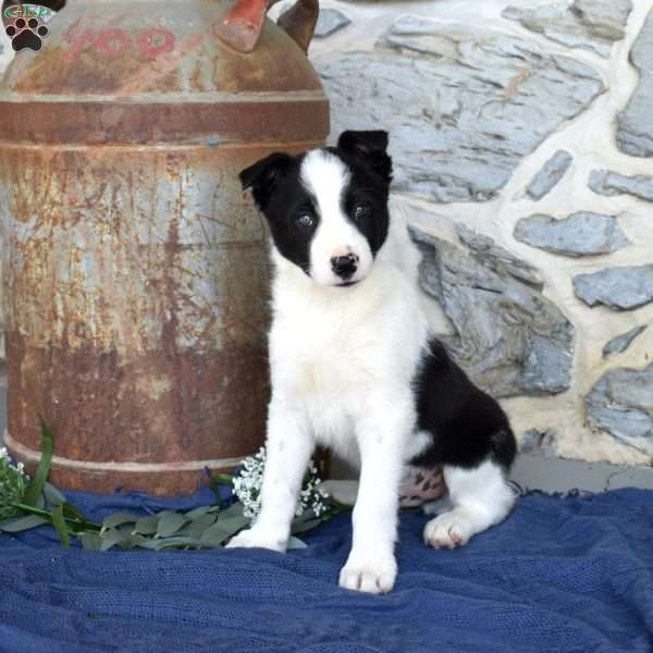 Slider, Border Collie Puppy