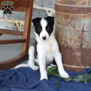 Slider, Border Collie Puppy