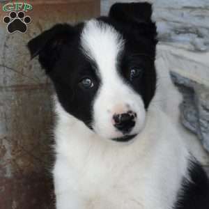 Slider, Border Collie Puppy