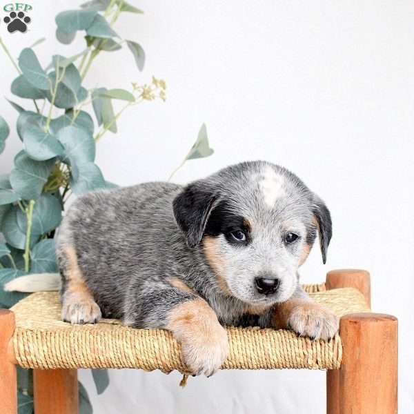 Smokey, Blue Heeler – Australian Cattle Dog Puppy