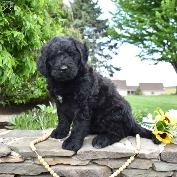 Smokey, Bernedoodle Puppy