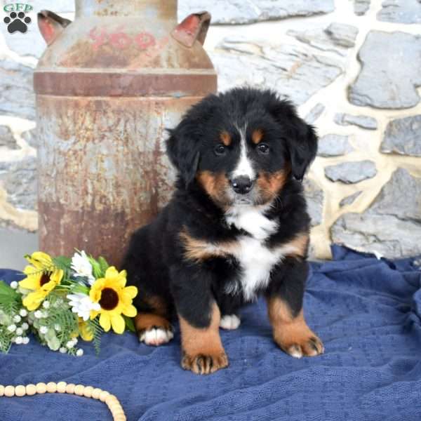 Smokey, Bernese Mountain Dog Puppy