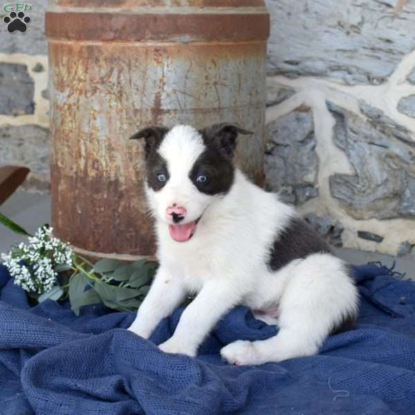 Smokey, Border Collie Puppy