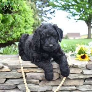 Smokey, Bernedoodle Puppy