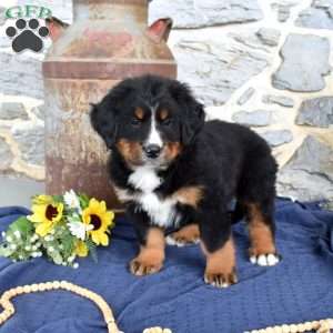 Smokey, Bernese Mountain Dog Puppy